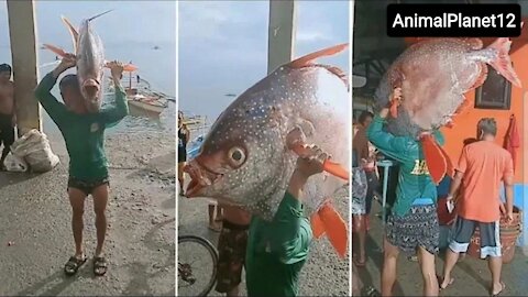 Fisherman Carries Giant Moonfish On Shoulders_ AnimalPlanet12 _(720P_HD).MP4