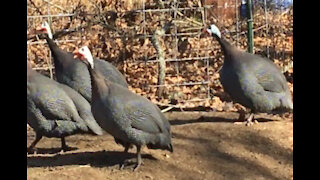 Noisy Guinea Fowl