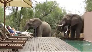 Safari tourists are fast asleep while elephants drink from pool