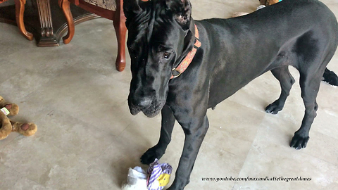 Funny Great Dane Loads Up Her Bed With Toys While Brother Dog Sleeps