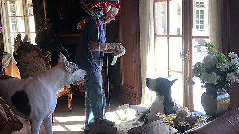 Happy Great Danes Celebrate 8th Birthday with Balloons and Burgers