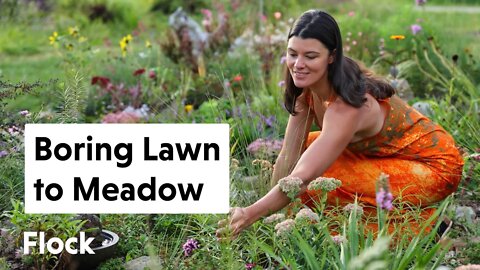 BORING LAWN To DIVERSE POLLINATOR GARDEN — Ep. 121