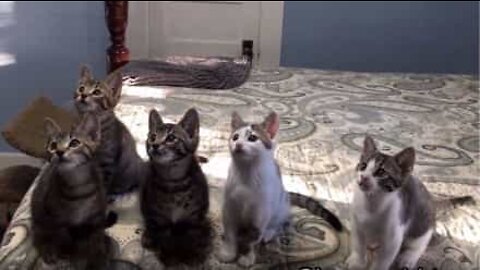 Come fotografare un gruppo di gattini sincronizzati!
