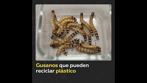 Estos gusanos son capaces de descomponer el plástico al digerirlo