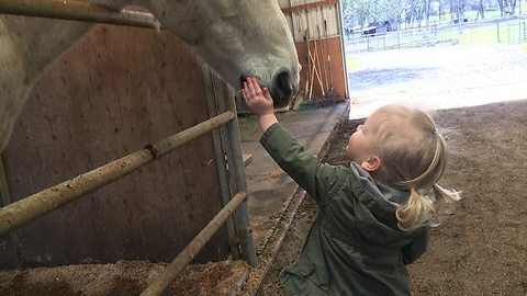 Toddler has a very serious conversation with a horse