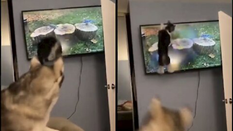Cat jumped at the Television when husky calmly watching