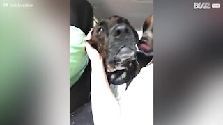 Dog reacts to ear being tickled with odd noises
