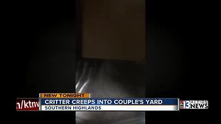 Southern Highlands couple encounters skunk in their backyard