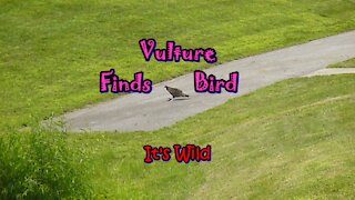 Vulture Finds Bird