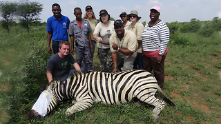 Zebra Saved From Deadly Snare Hold: WILDEST ANIMAL RESCUES