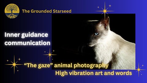 "The gaze" Inner guidance and animal photography | High vibration art and words