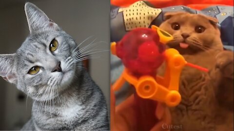 Cat is mesmerized with the toy