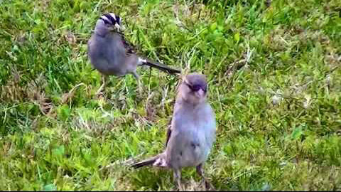 IECV NV #105 - 👀 Hummingbird, White Crown Sparrow And House Sparrows, Starlings 6-21-2015