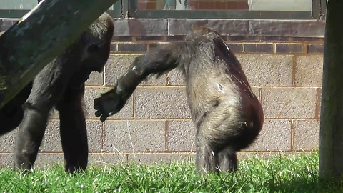 Cheeky Gorilla Youngster Smacks Adult On Her Nose