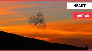 Stunning video shows murmuration of starlings - in the shape of a love HEART