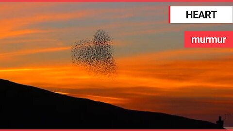 Stunning video shows murmuration of starlings - in the shape of a love HEART