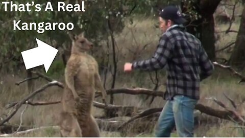 Man Fights Kangaroo (What Happens...)