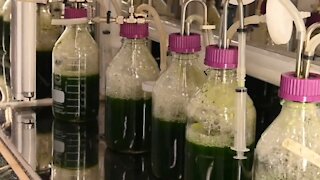 UBC students work to turn microalgae into a renewable biofuel