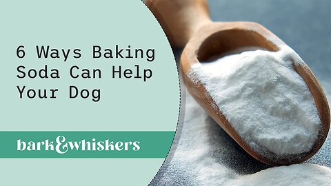 6 Ways Baking Soda Can Help Your Dog