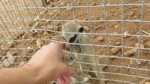 Rescued baby meerkat makes adorable sounds