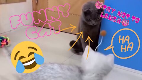 Cuttiest Cats😹 You Will Die Laughing😹Try Not To Laugh Challenge!