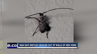 Beetles crawl through walls of brand new Treasure Valley home