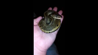 Pinstripe Ball Python