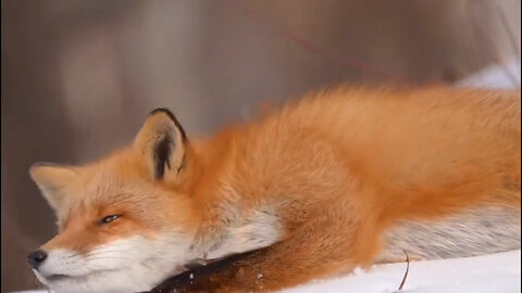 "Graceful Fox: Mesmerizing Bamboo Dance"See how beautifully this fox yawns#animal#fox