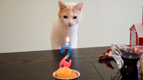 Chapy Cat Celebrating his Birthday - Turned 2 Years Old