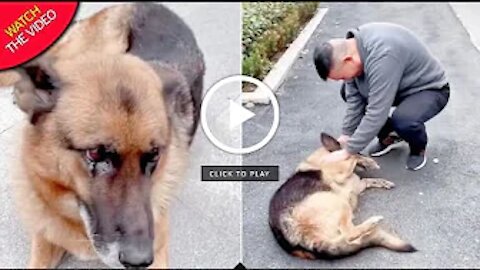 Former Police Dog 'Cries' After Reuniting With Handler She Hasn't Seen For Years