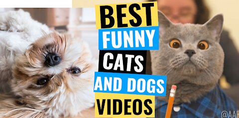 Best Funny Compilation Cats and Dogs