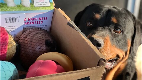 Rottweilers Order A BarkBox! Do They Love It?