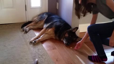 Lazy German Shepard Dog Doesn’t Want To Get Up