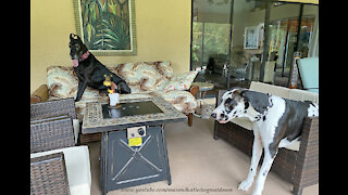 Visiting Great Danes know how to make themselves right at home