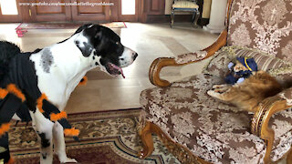 Talkative Great Dane Obeys Cat In Police Officer Halloween Costume