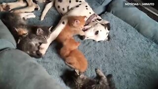 Dalmata e gatinho se divertem juntos