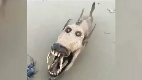 Strange animal appeared on the beach