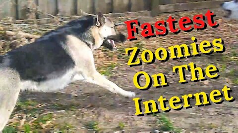Zoomie Ninja Dog | Husky+Shepherd Mix