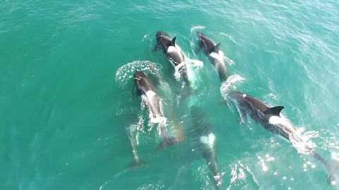 Pod Of Orcas Take Down Minke Whale | SNAPPED IN THE WILD