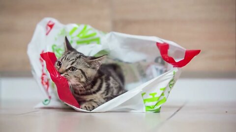 Energetic young kitty inside a plastic bag on floor
