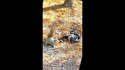 Mother Squirrel desperately fights snake to save her baby.