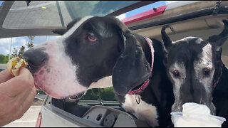 Funny Great Danes Love Cheeseburger & Ice Cream Car Rides