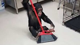 Chimp helps out sweeping floor!