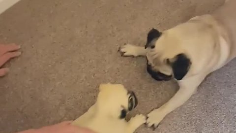 Adorable Pug thinks "toy pug" is real