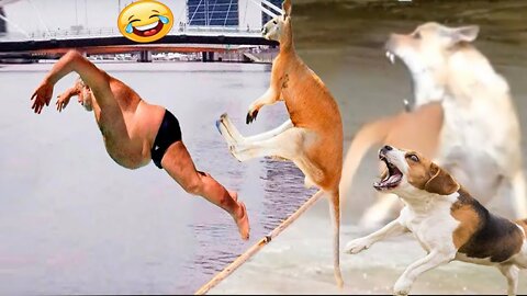 🤣Cute and Funny Dog Videos Compilation Funny Dog Videos 2022🤣 🐶 It's time to LAUGH with Dog's life