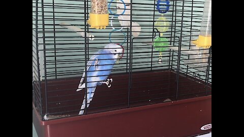 Who Wants a Budgie for Breakfast?!