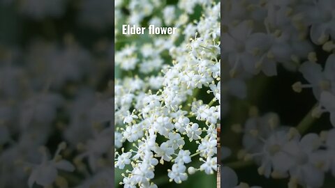 Elder Flower Tea | Diaphoretic Herbs for FEVER