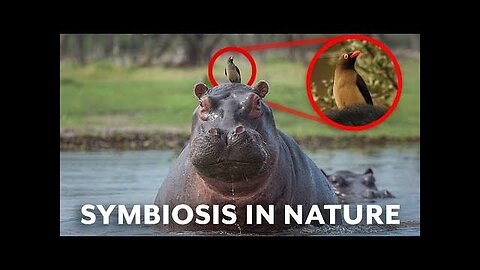 5 of the Coolest Animal Partnerships (Symbiotic Species)