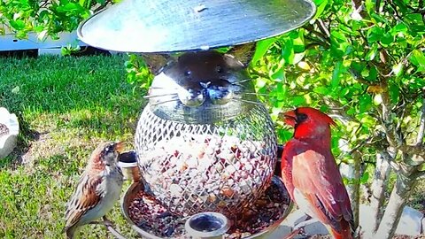 Florida Bird Feeder Live Camera Up-Close Nature 4K