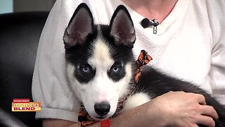 Humane Society of Tampa Bay | Morning Blend